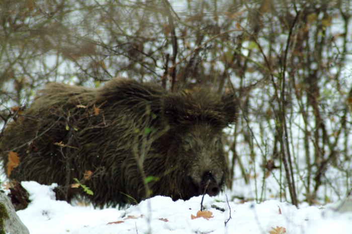 cinghiale